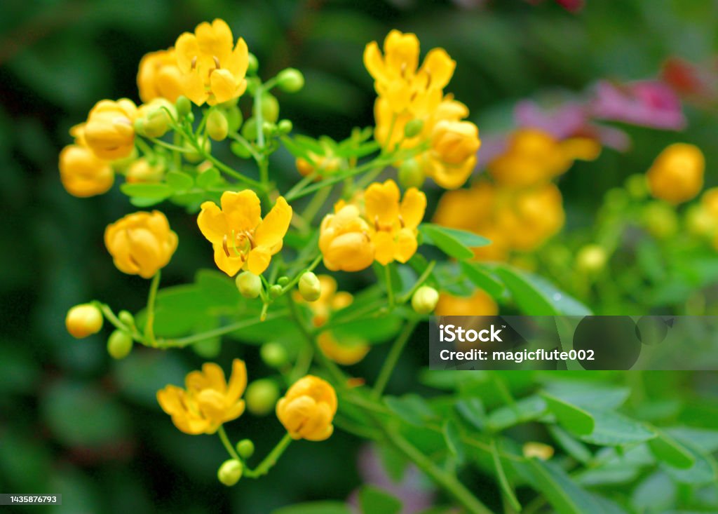 Senna pendula / Climbing cassia / Pendant senna / Easter senna Senna pendula, also known as Climbing cassia, Easter cassia, Pendant senna, Golden shower etc., is a perennial spreading shrub of the Fabaceae family. The stems are many-branched with green leaves. The flowers are bright yellow with five petals. August Stock Photo