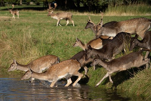 Herd of fallow deer crossing a river at Phoenix Park, Dublin, on a sunny day. The park is a popular tourist attraction