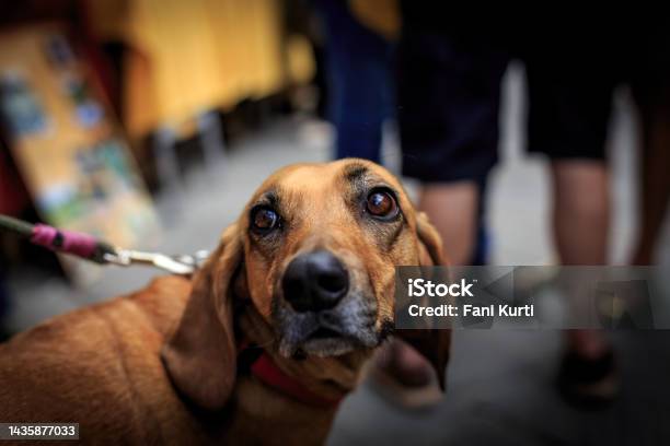 Cute Eyes Dog Stock Photo - Download Image Now - Animal, Animal Body Part, Animal Eye