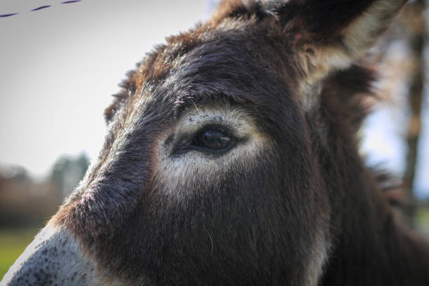 donkey eyes close up - åsnedjur bildbanksfoton och bilder