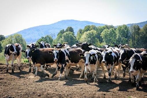 Grazing dairy cows in New Zealand.