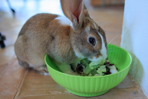 Bunny rabbit eating lettuce