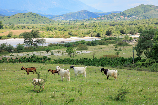 Sheeps in the field