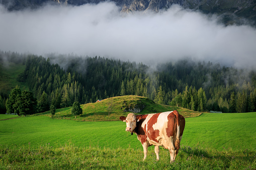 Happy healthy Cows in Austrian Alps