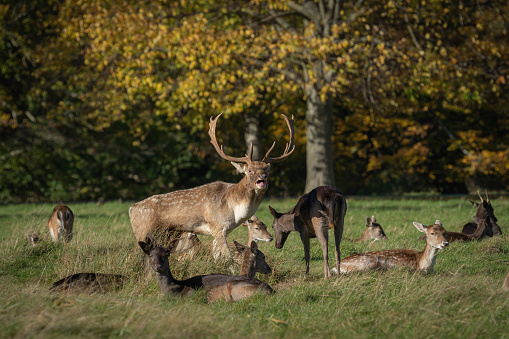 Herd of fallow deer standing and sitting in the grass at Phoenix Park, Dublin, on a sunny day with beautiful light and selective focus. The park is a popular tourist attraction. The stag has it's mouth open and has great pair of antlers