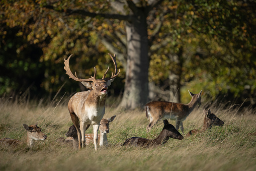A stag with large antlers stands with mouth open with a herd of fallow deer sitting in the grass at Phoenix Park, Dublin, on a sunny day with beautiful light and shallow depth of view. The park is a popular tourist attraction