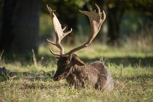 Male deer lying in the grass with eyes closed. Wild animals, wildlife protection and mountain nature. Portrait of ruminant with large horns.