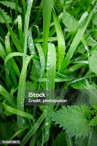 istock dewdrops in the grass 1435878875