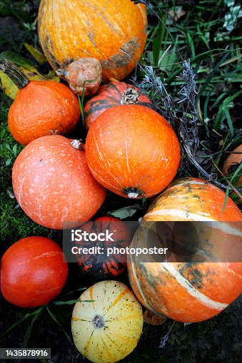 istock pumpkins at Pleutersbach in the Odenwald in Baden in Germany 1435878916