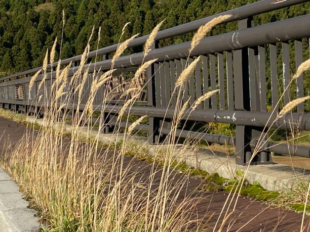 pampas grass pampas grass panicle stock pictures, royalty-free photos & images