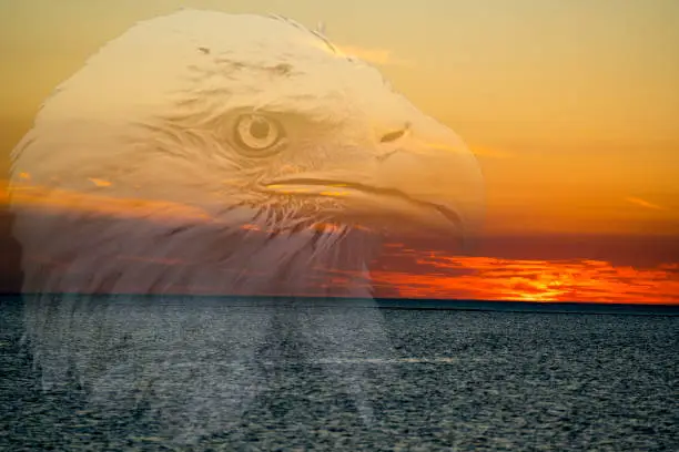 Photo of Bald Eagle Photo and Image. Bald Eagle Sunset and Ocean Background with a head shot view. Eagle Portrait. Picture.