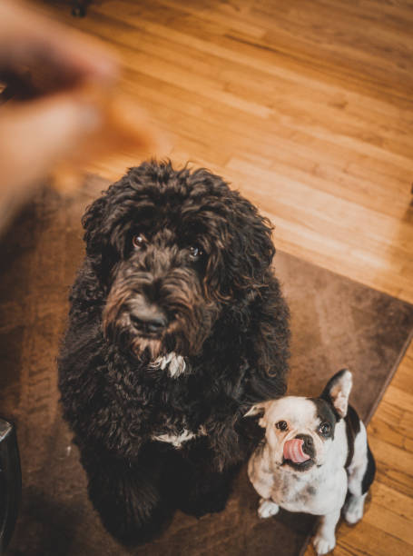 istock Puppies waiting for a treat 1435880837
