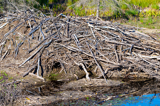 Beaver lodge displaying beaver entrance in the summer time.