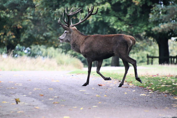 istock A view of a Red Deer 1435882101