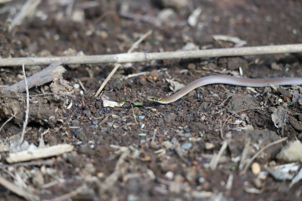 istock Japanese keelback in the trail road. 1435882330