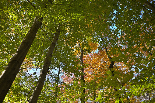 American beech canopy, late October in New England, with golden maple and hickory leaves in the deep background. The American beech is one of the last trees to turn color in the fall. Taken in the hills of northwest Connecticut. Note: the American beech has lately suffered devastating diseases, but these trees are healthy.