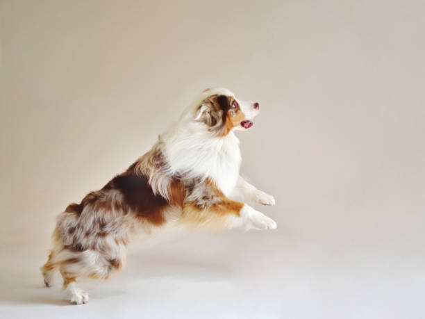 istock happy Australian shepherd Dog running against white background 1435884854