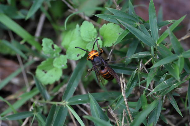 istock Japanese giant hornet 1435885131