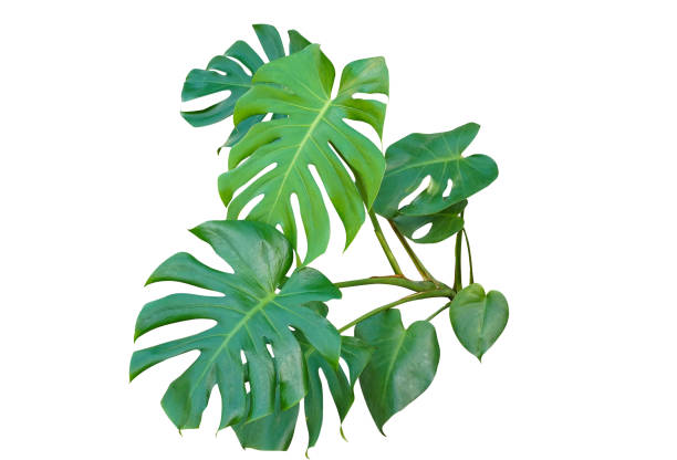 istock Fresh monstera leaf isolated on white background with clipping path. 1435885313