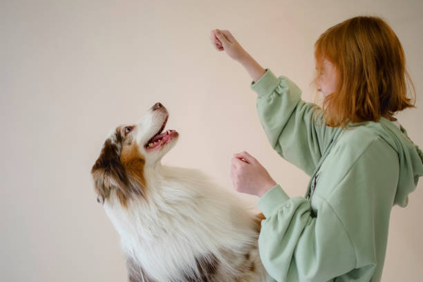 redhead girl teenager 11-12 years old and australian shepherd dog, - 10 11 years cheerful happiness fun imagens e fotografias de stock