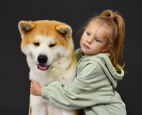 little red-haired girl 4-5 years old and a big kind dog of the Japanese breed Akita Inu