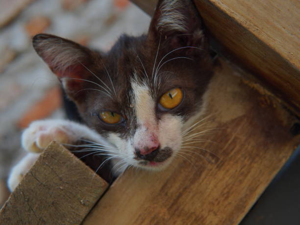 istock cute little cat with black and white face 1435887843
