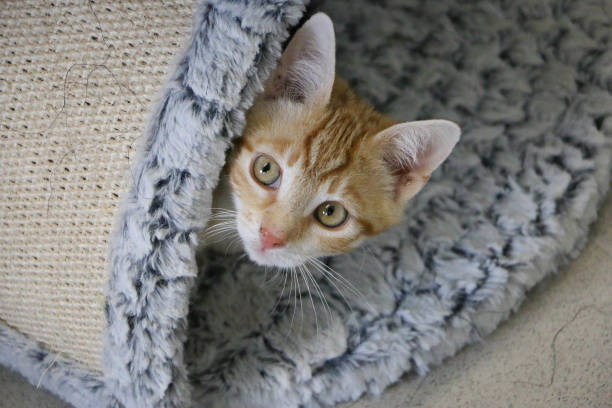 istock a little red kitten hides in a scratching post and looks out 1435888007