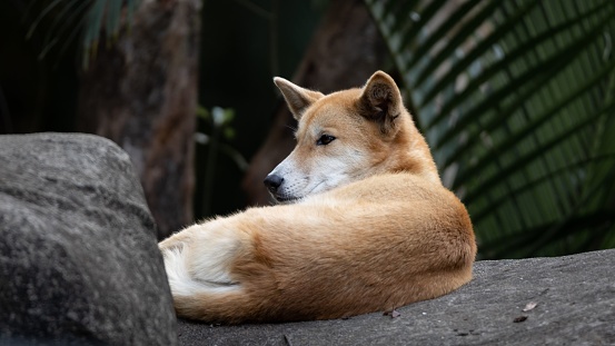 A closeup shot of a dingo dog laying on the ground during daytime