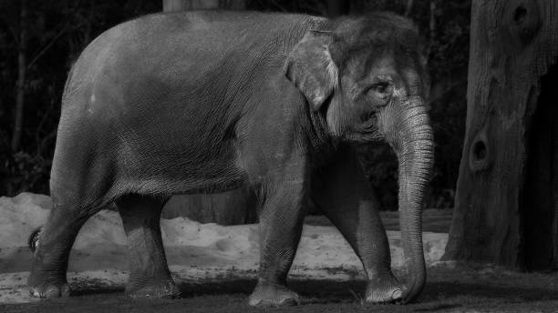 istock Grayscale of an elephant walking on grass in a forest area 1435888267