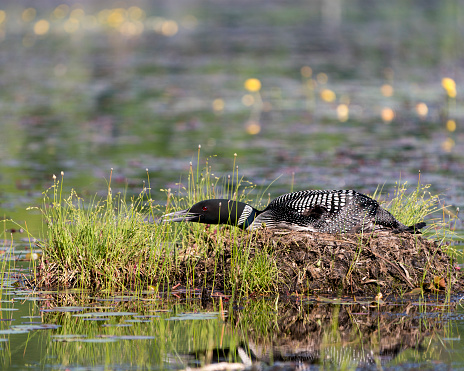 istock Common Loon Photo. Sitting and guarding the nest in the marsh water with blur background in its environment and habitat surrounding. Image. Picture. Portrait. 1435889627