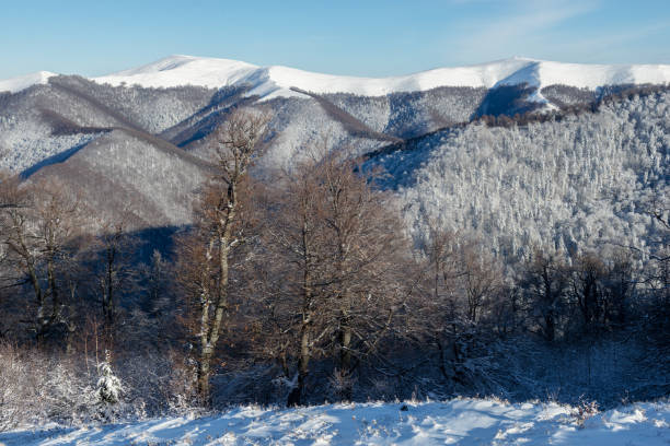 istock Winter in Carpathian Mountains 1435889726
