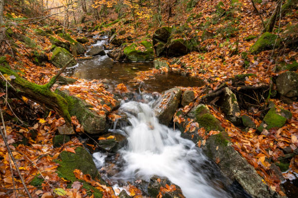 istock A creek runs through a forest covered in fallen leaves. 1435889984