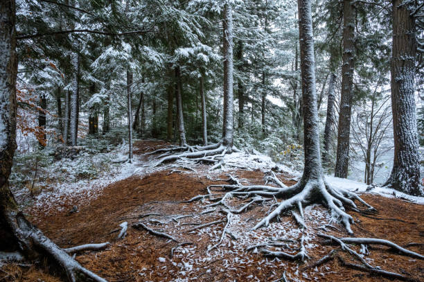 Algonquin Provincial Park, Ontario, Canada.