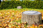 istock Tree stump with autumn leaves 1435890181