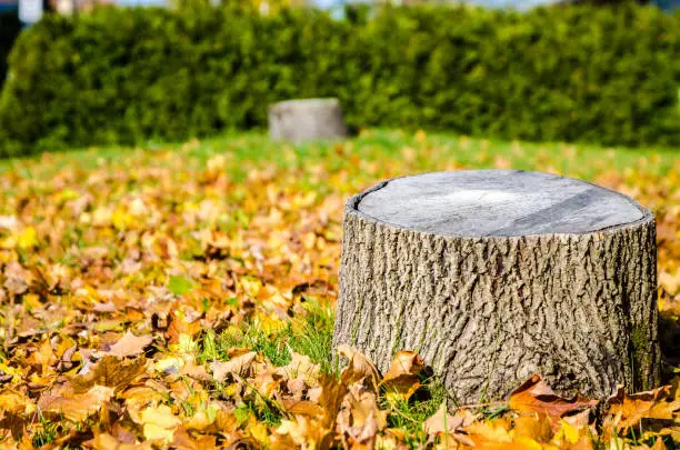 Photo of Tree stump with autumn leaves