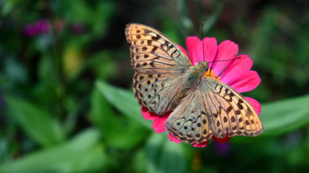 istock Cardinal (Argynnis pandora) butterfly sitting on a Zinnia blossom 1435891770