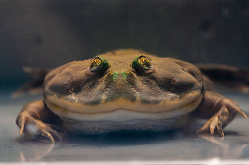 Smile face close up of budgett frog underwater inside container.