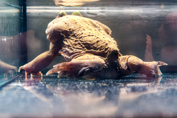 istock Back of budgett frog under water. 1435892787
