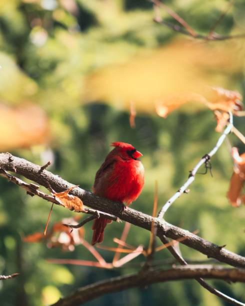 Free Stock Photo of Red Bird Perched on Tree Branch | Download Free ...