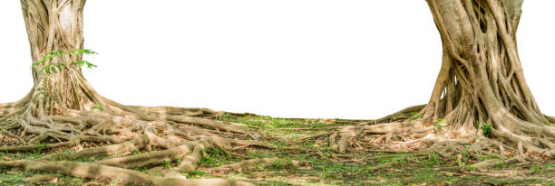 istock The image of a banyan tree cuts out the background and puts a white background instead. 1435892980