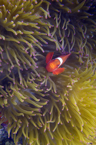 Red clow fish in anemona in Komodo, Indonesia