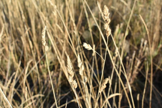 Close up of wild grass that looks like wheat.  Taken by the side of Highway 28 in Flathead County, Montana.