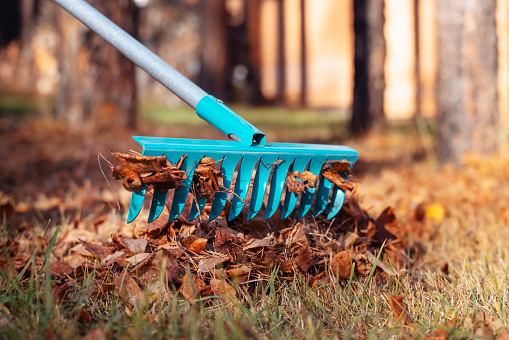 Rake. Pile of fall leaves with rake on lawn. Cleaning of autumn leaves in park.