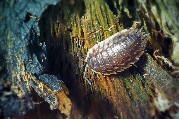 insect