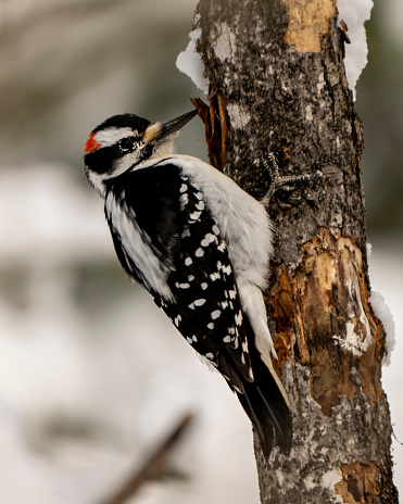 Downy Woodpecker male on a tree trunk with a blur background in its environment and habitat surrounding displaying white and black feather plumage wings.