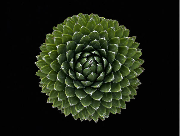 Top view of agave plant.black background.close up