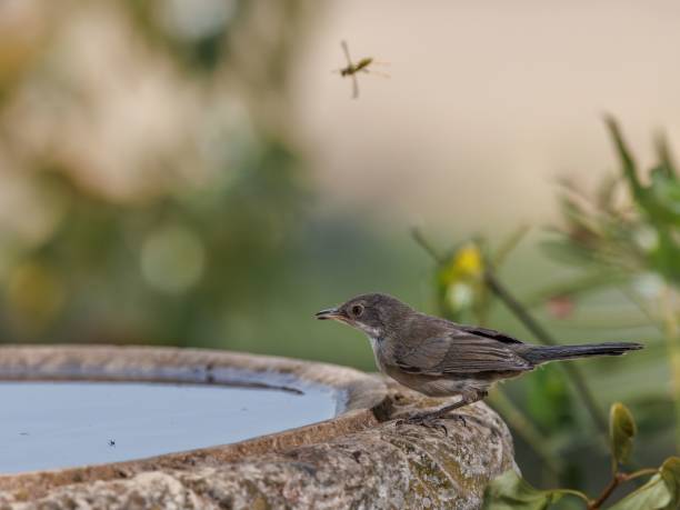 istock Black-headed warbler female 160722-2520 1435897002