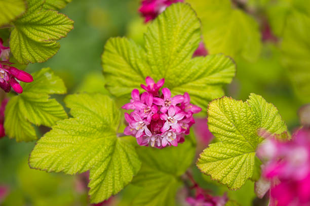 istock flowering bush of ornamental curran 1435897550