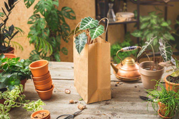 istock Houseplants selling and delivery service from home 1435899257