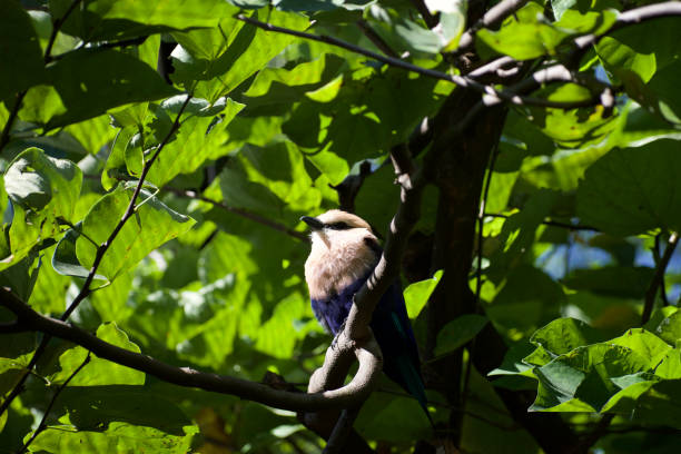 istock brown and blue bird on a branch 1435902571
